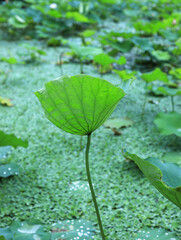 Lotus in the pond in summer