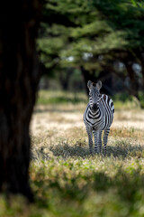 Zebra in samburu national park