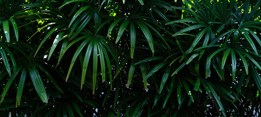 tropical palm leaf, green nature background