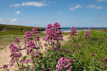 Valerian flowers on the coast