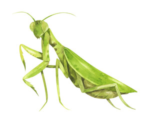 Mantis. Watercolor hand-drawn illustration of green insect isolated on white background