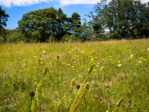 Summer meadow in Devon, UK