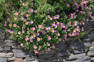 pink erigeron flowers in the garden