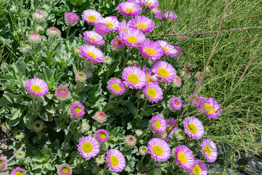 close up of pink erigeron 'sea breeze'  flowers 