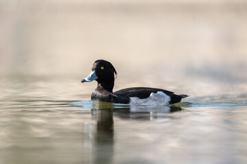 Tufted Pochard in the lake. The tufted duck (Aythya fuligula) is a small diving duck with a remarkable gold-yellow eye.