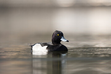 Tufted Pochard in the lake. The tufted duck (Aythya fuligula) is a small diving duck with a remarkable gold-yellow eye.