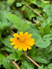 close-up photo of a vibrant yellow flower, capturing its bright petals and intricate details. The lively hue and delicate structure highlight the natural beauty and elegance of the blossom.
