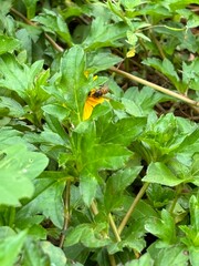 close-up photo of a vibrant yellow flower, capturing its bright petals and intricate details. The lively hue and delicate structure highlight the natural beauty and elegance of the blossom.