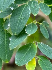 green moringa leaves adorned with glistening raindrops. The vibrant leaves and clear droplets highlight the intricate vein patterns and natural beauty of the Moringa oleifera plant.
