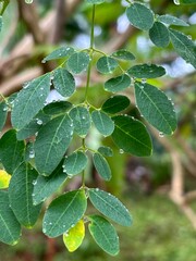 green moringa leaves adorned with glistening raindrops. The vibrant leaves and clear droplets highlight the intricate vein patterns and natural beauty of the Moringa oleifera plant.