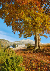 Fototapeta premium Beautiful autumn in the mountain forest.