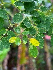 green moringa leaves adorned with glistening raindrops. The vibrant leaves and clear droplets highlight the intricate vein patterns and natural beauty of the Moringa oleifera plant.