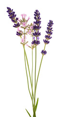 Obraz premium Lavenders flowers bunch