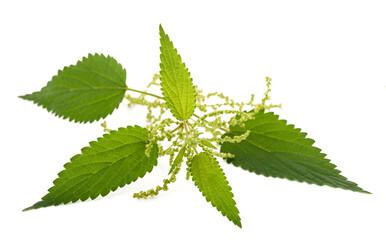 Nettle with flower