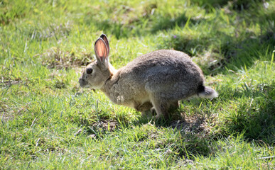 Wild  Rabbit  plating  in the  field 