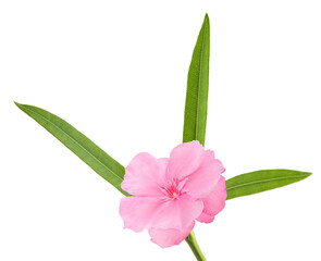 Oleander branch with flower