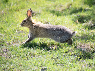 Wild  Rabbit  plating  in the  field 