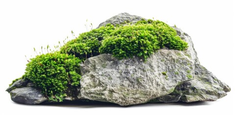 Close-up view of moss covering a rocky outcropping, great for outdoor or nature-themed designs