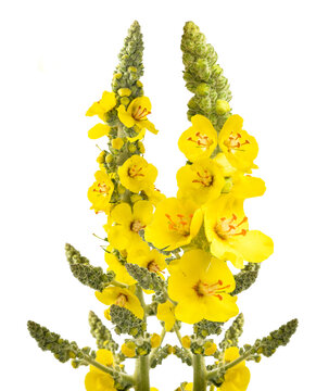 Mullein flowers isolated on white background