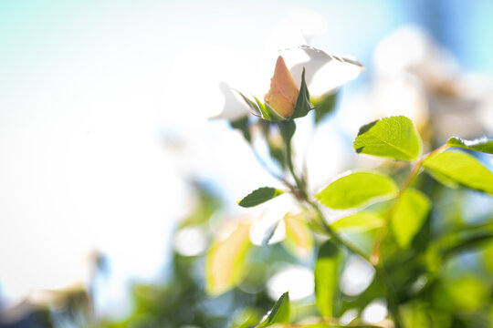 Sally Holmes white rose in a garden with sun flare