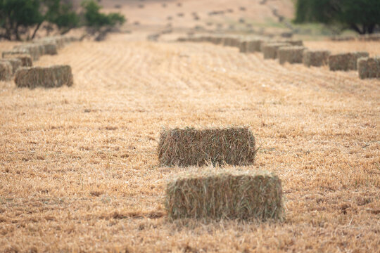 rectangular bales of hay waiting to be picked up