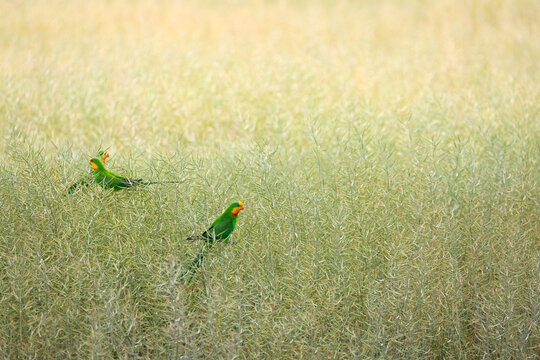 Superb parrots (threatened species) eating in a canola crop near Wombat in Southern new south wales