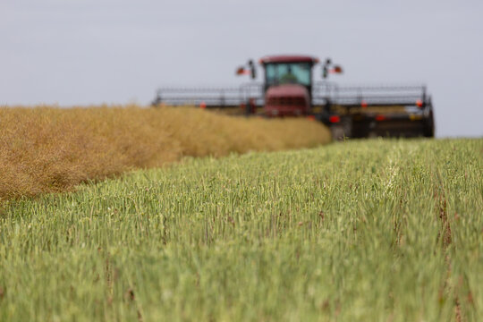 Machine cutting canola into rows (windrows) on a farm
