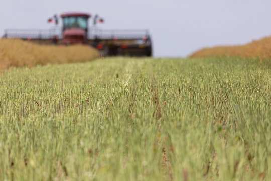 Machine cutting canola into rows (windrows) on a farm