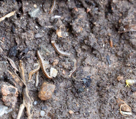 Small nonpoisonous centipede-like reptile. Small animals similar to centipedes and millipedes. Brown-black body, non-poisonous, can be seen during the rainy season.