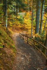 Autumnal Tranquility: Forest Road Alongside the Serene Lake