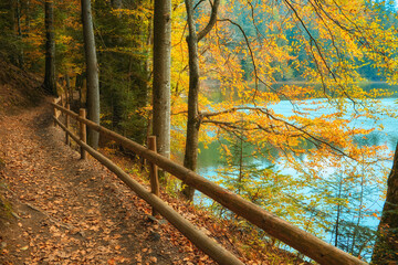 Autumnal Tranquility: Forest Road Alongside the Serene Lake