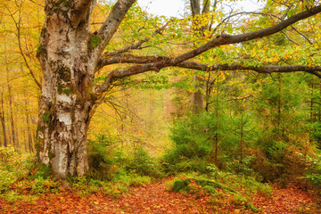 Autumn's Rustic Symphony: A Majestic Tapestry of Fallen Leaves