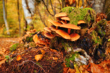 Mushroom Haven: Lush Forest Delights with Abundance of Tiny Fungi