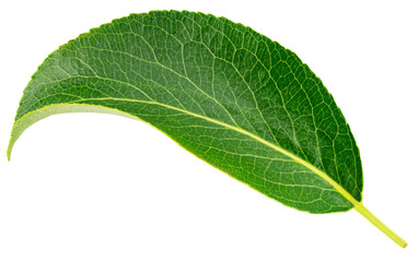 Obraz premium Pear leaf isolated png. Green pear leaf on transparent background. PNG format. Pear leaf with no background. Full depth of field.