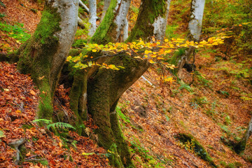 Autumn Forest Awash with Verdant Moss