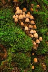 Mushroom Haven: Lush Forest Delights with Abundance of Tiny Fungi