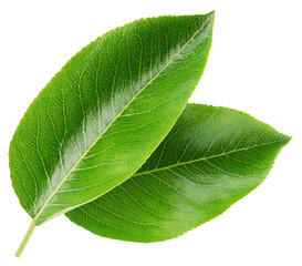 Pear leaf isolated png. Green pear leaves on transparent background. PNG format. Pear leaf with no background. Full depth of field.