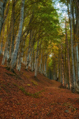 Autumn Serenity: Majestic Beech Forest Amidst Mountainous Terrain