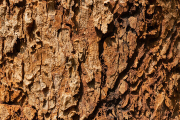 bark of a tree