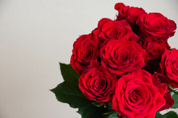 Obraz premium 赤いばら