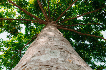 Fototapeta premium tree in the park