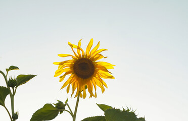 sunflower heads