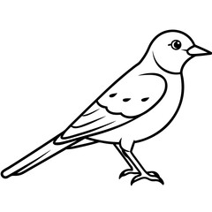 Stunning Fieldfare Vector Illustration