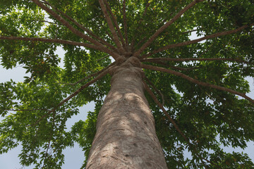 Fototapeta premium tree in the woods
