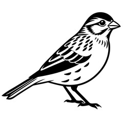 Stunning Grasshopper Sparrow Vector Illustration: