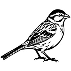 Stunning Grasshopper Sparrow Vector Illustration: