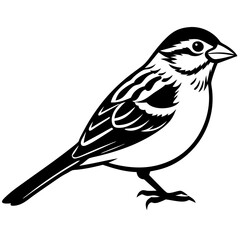 Fototapeta premium Stunning Grasshopper Sparrow Vector Illustration: