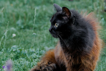 Portrait of fluffy black and red cat sitting outside