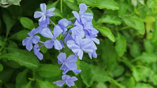 Blue Cape Plumbago or Cape Leadwort flowers are growing in the garden 