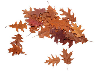 Autumn dried leafs of oak